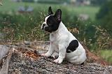 BOULEDOGUE FRANCAIS 1302